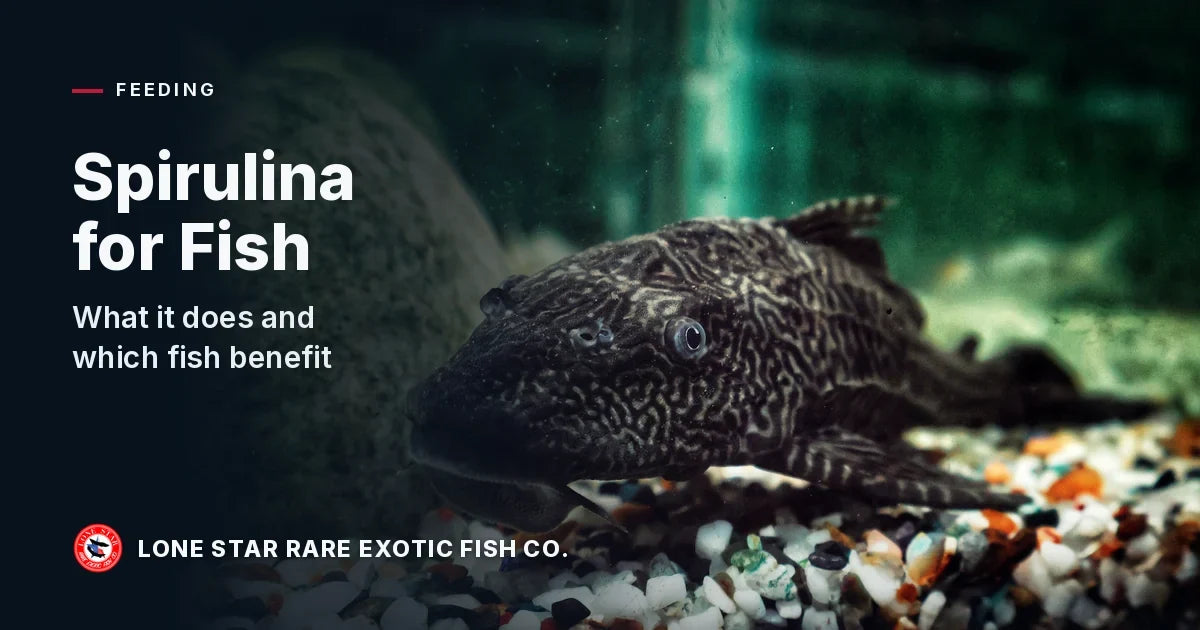 Maze-patterned sailfin pleco resting on colorful aquarium gravel