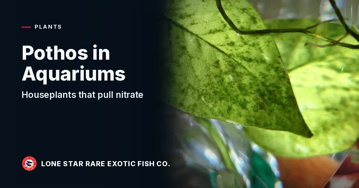 Close-up of green pothos leaves and stems growing in a tabletop aquarium