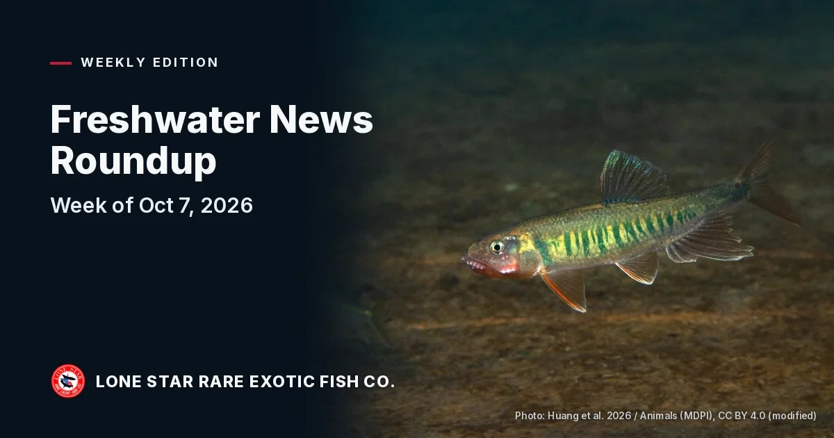 A male Opsariichthys baguiensis stream minnow, golden with bluish-green bars and an orange-red jaw, swimming over a stream bed beside the title Freshwater News Roundup, Week of Oct 7, 2026.
