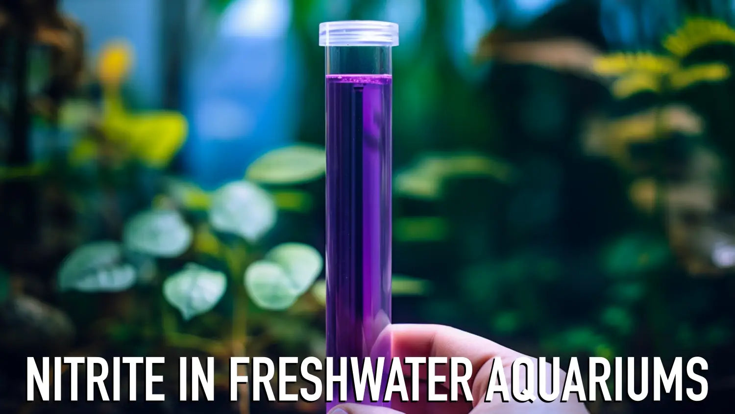 Nitrite in Freshwater Aquariums: Origin, Impact, and Control