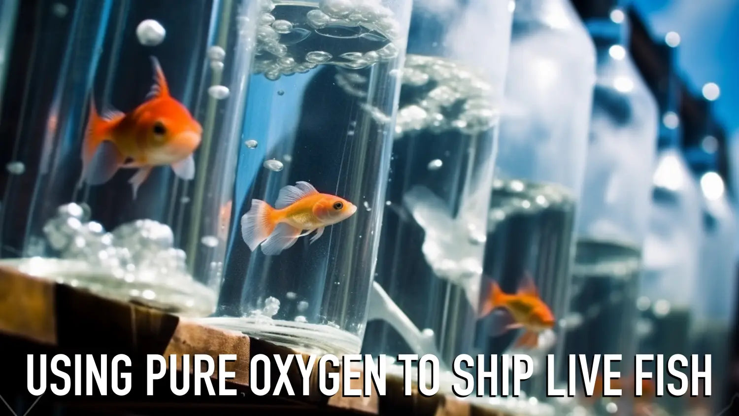 The Science Behind Using Pure Oxygen to Ship Live Fish