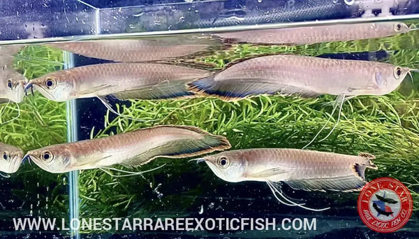 Arowana Fish For Sale Online | Lone Star Rare Exotic Fish Co.