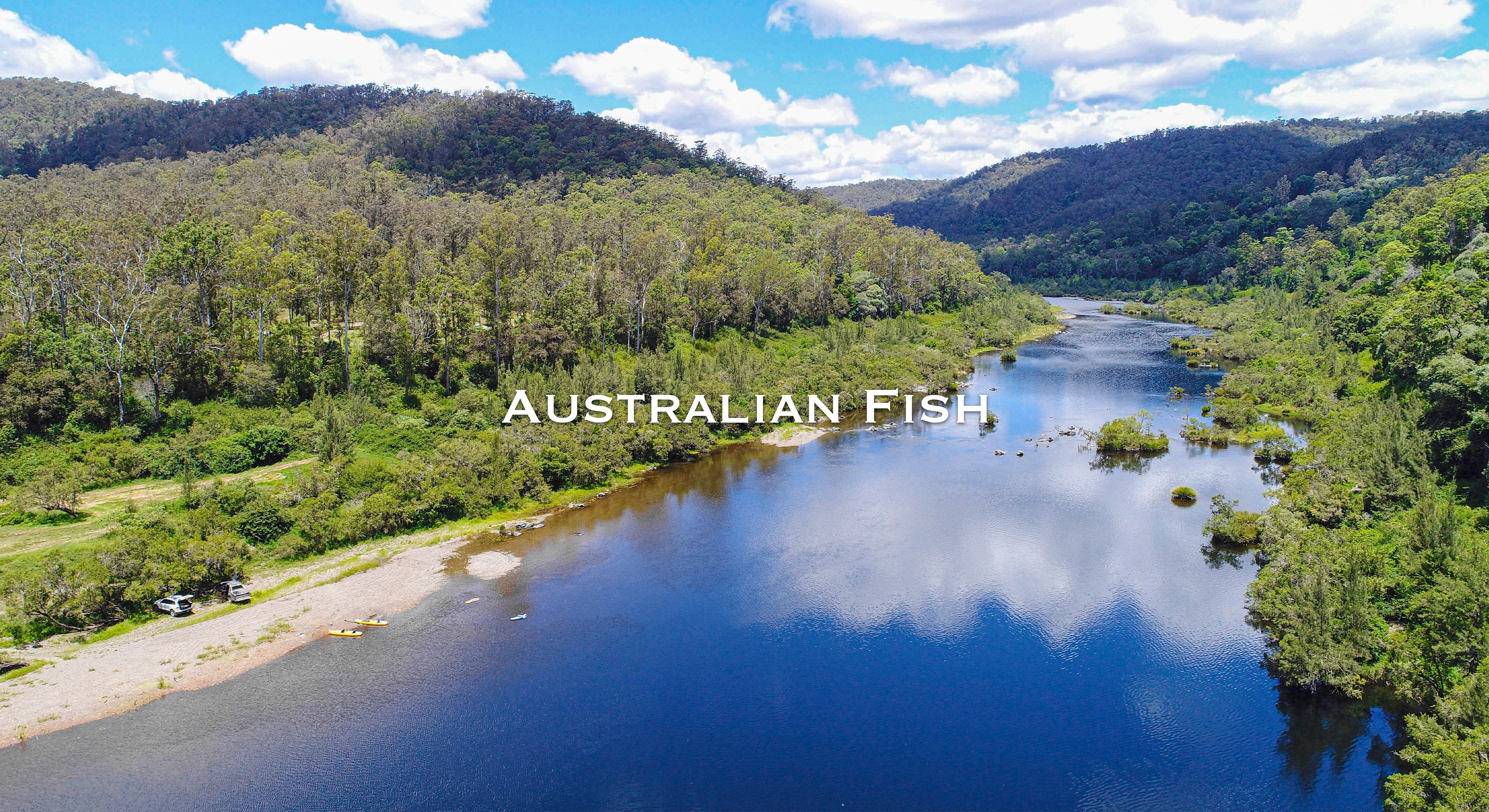 Austitc Fish Australian Fish For Sale Online - Lone Star Rare Exotic Fish Co.