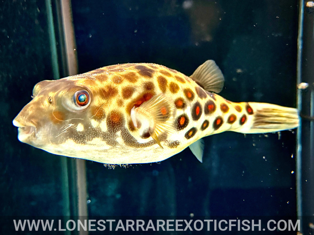 Red Spotted Cross River Puffer / Tetraodon pustulatus