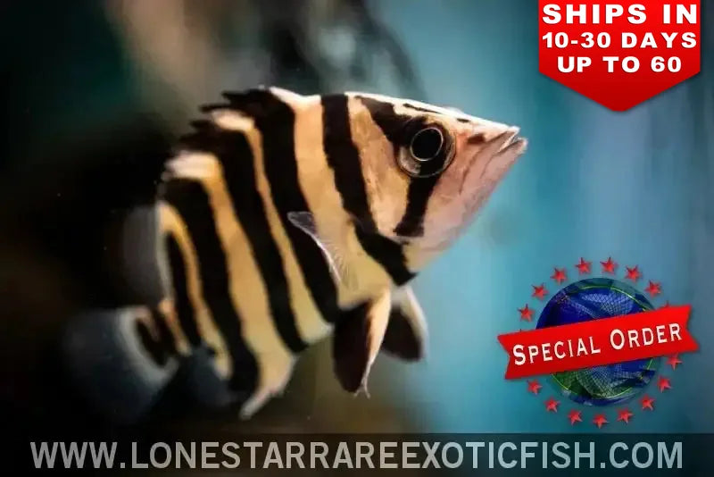 4 Bar Sumatra Datnoid / Datnioides Microlepis (special Order) Live Freshwater Tropical Fish for Sale Online
