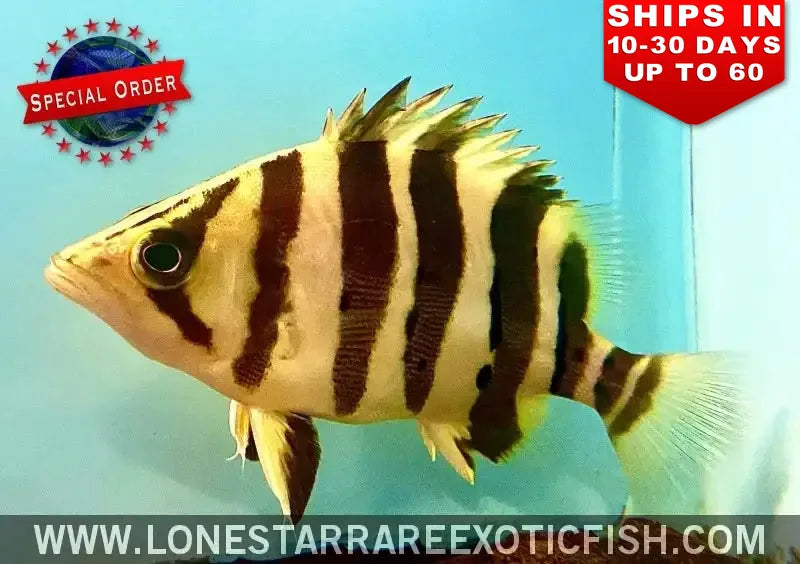 4 Bar Sumatra Datnoid / Datnioides Microlepis (special Order) Live Freshwater Tropical Fish for Sale Online