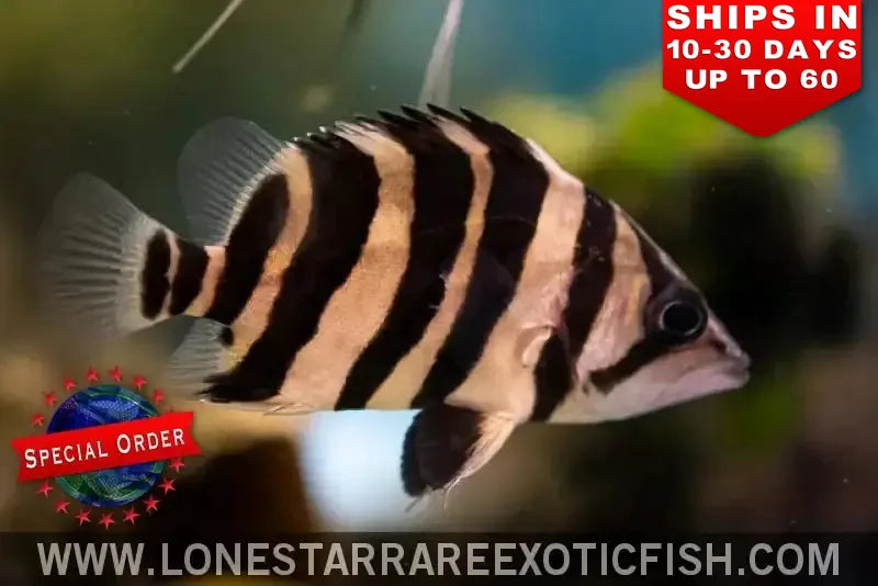 4 Bar Sumatra Datnoid / Datnioides Microlepis (special Order) Live Freshwater Tropical Fish for Sale Online