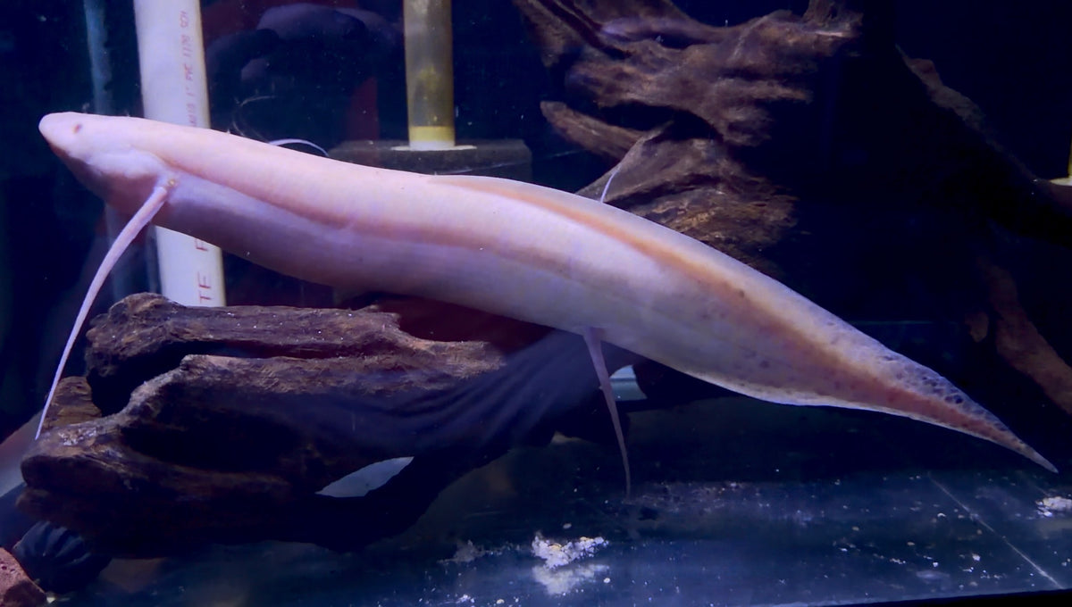 Albino African Lungfish / Protopterus dolloi sp.