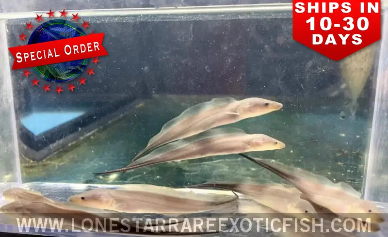 Several Aba Aba knifefish (Gymnarchus niloticus) swimming in a clear holding tank