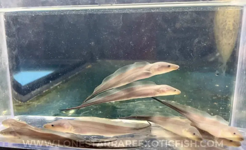 Aba Knifefish / Gymnarchus niloticus For Sale Online | Lone Star Rare Exotic Fish Co.