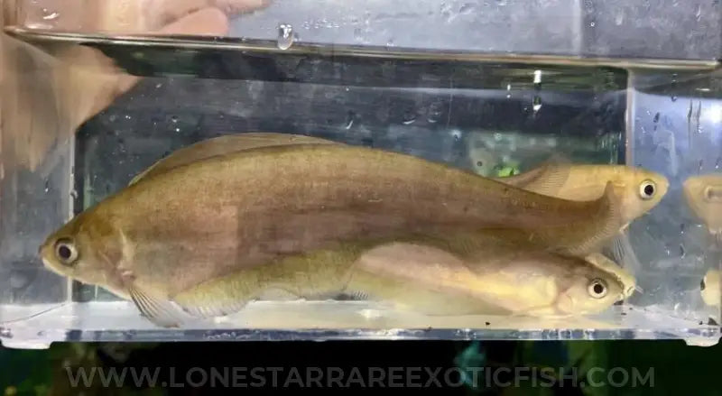 African Brown Knifefish For Sale Online | Lone Star Rare Exotic Fish Co.