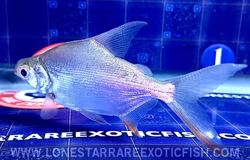 African Moon Fish / Citharinus Latus Live Freshwater Tropical Fish for Sale Online