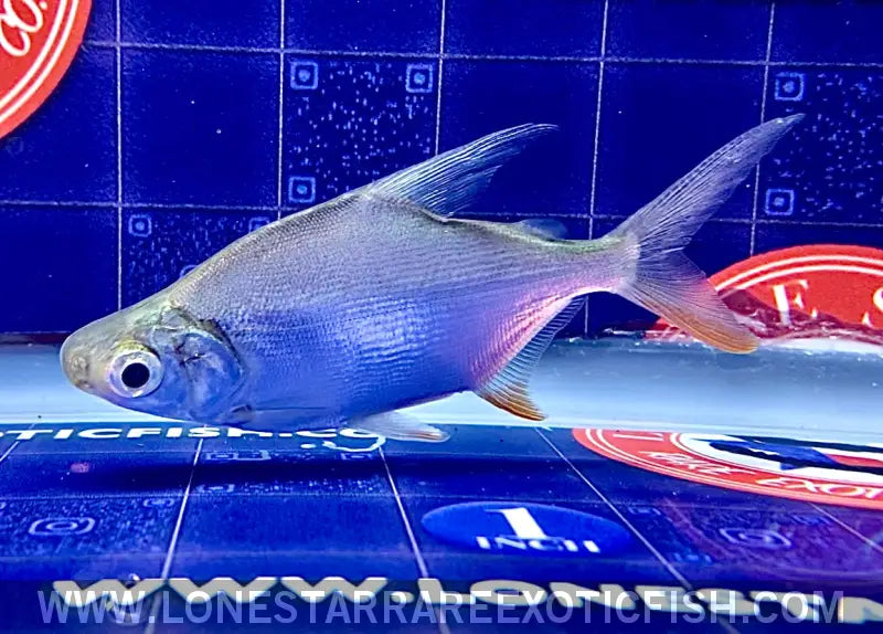 African Moon Fish / Citharinus Latus Live Freshwater Tropical Fish for Sale Online