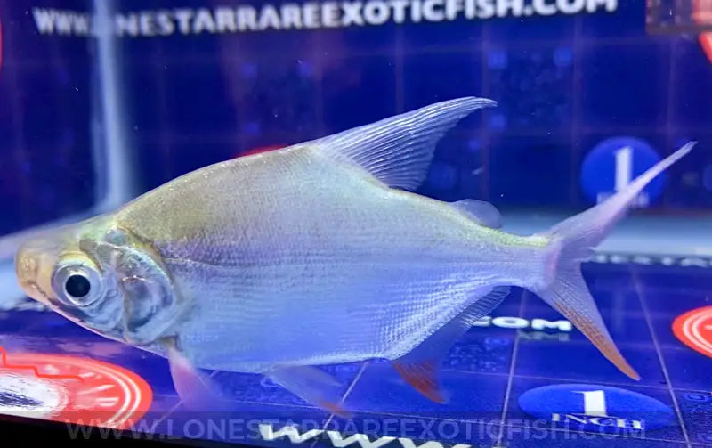 African Moon Fish / Citharinus latus For Sale Online | Lone Star Rare Exotic Fish Co.