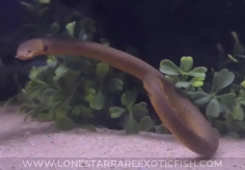 African Ropefish / Erpetoichthys calabaricus For Sale Online | Lone Star Rare Exotic Fish Co.