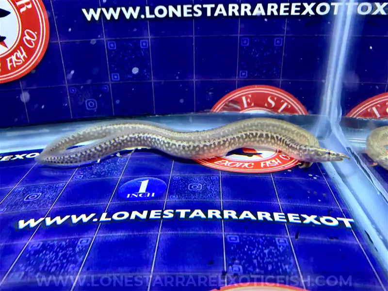 African Starry Night Eel / Mastacembelus frenatus For Sale Online | Lone Star Rare Exotic Fish Co.
