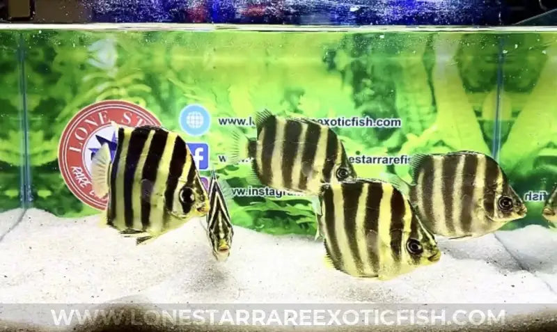 African Tiger Scat / Scatophagus tetracanthus (True Freshwater) For Sale Online | Lone Star Rare Exotic Fish Co.