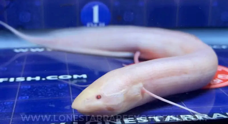Albino African Lungfish / Protopterus dolloi sp. albino For Sale Online | Lone Star Rare Exotic Fish Co.