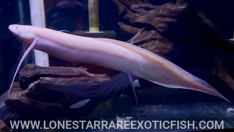 Albino African lungfish (Protopterus sp.) with a pale pink body and thread-like fins resting over driftwood