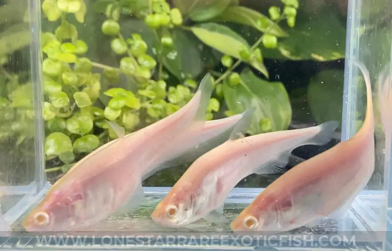 Albino Clown Knifefish/ Chitala ornata sp. albino For Sale Online | Lone Star Rare Exotic Fish Co.