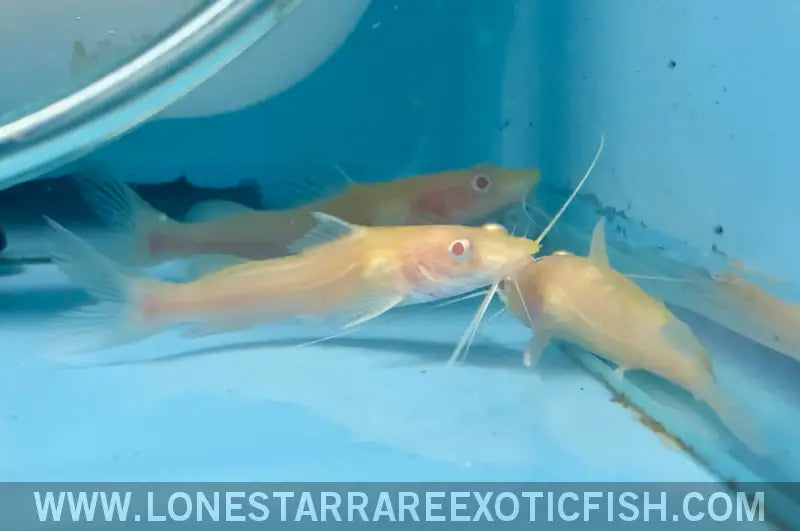 Albino False Asian Redtail Catfish / Hemibagrus Nemurus Sp. Albino Live Freshwater Tropical Fish for Sale Online