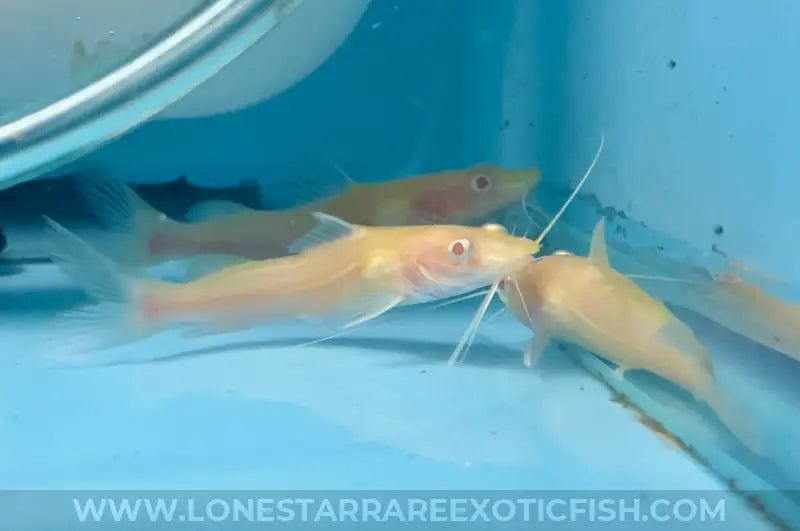 Albino False Asian Redtail Catfish / Hemibagrus nemurus sp. For Sale Online | Lone Star Rare Exotic Fish Co.