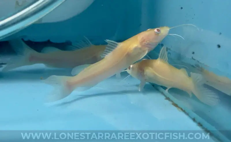 Albino False Asian Redtail Catfish / Hemibagrus nemurus sp. Albino For Sale Online | Lone Star Rare Exotic Fish Co.