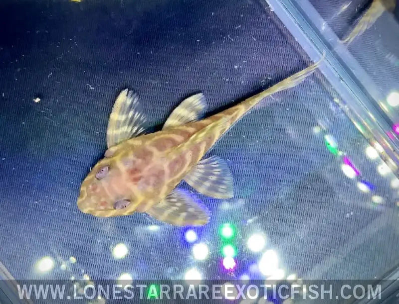 Albino L333 King Tiger Pleco / Hypancistrus Sp. Live Freshwater Tropical Fish for Sale Online