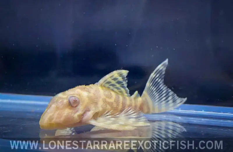 Albino L333 King Tiger Pleco / Hypancistrus Sp. Live Freshwater Tropical Fish for Sale Online