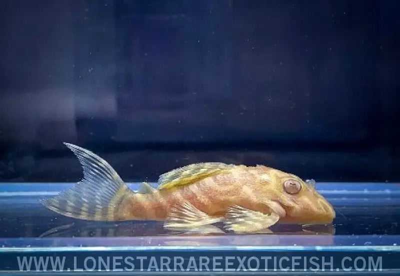 Albino L333 King Tiger Pleco / Hypancistrus Sp. Live Freshwater Tropical Fish for Sale Online