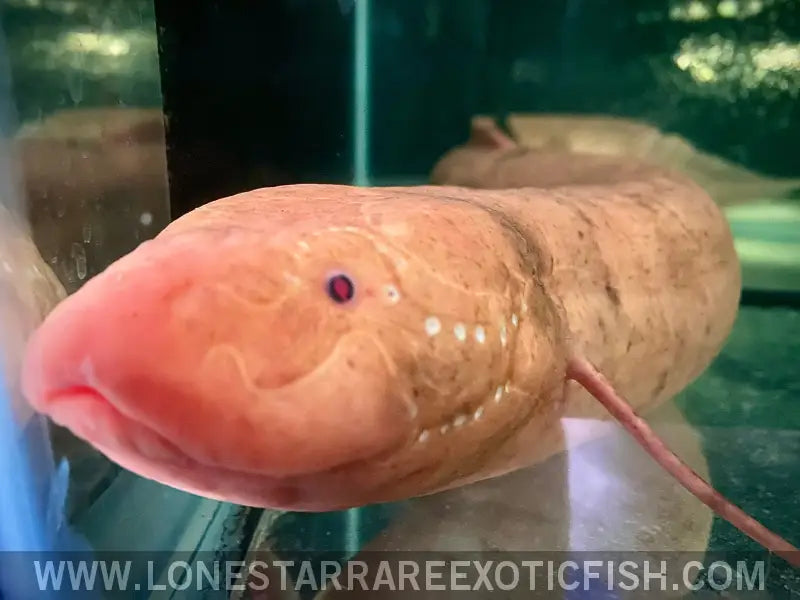 Protoperus Fish Albino Marbled African Lungfish / Protopterus Aethiopicus - Wysiwyg for ...