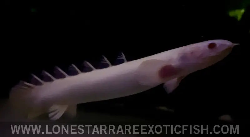 Albino Senegal Bichir / Polypterus Senegalus Live Freshwater Tropical Fish for Sale Online