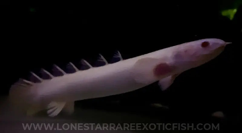 Albino Senegal Bichir / Polypterus senegalus For Sale Online | Lone Star Rare Exotic Fish Co.