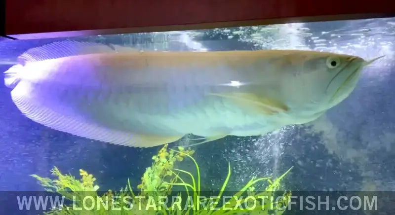 Albino Silver Arowana / Osteoglossum Bicirrhosum Live Freshwater Tropical Fish for Sale Online