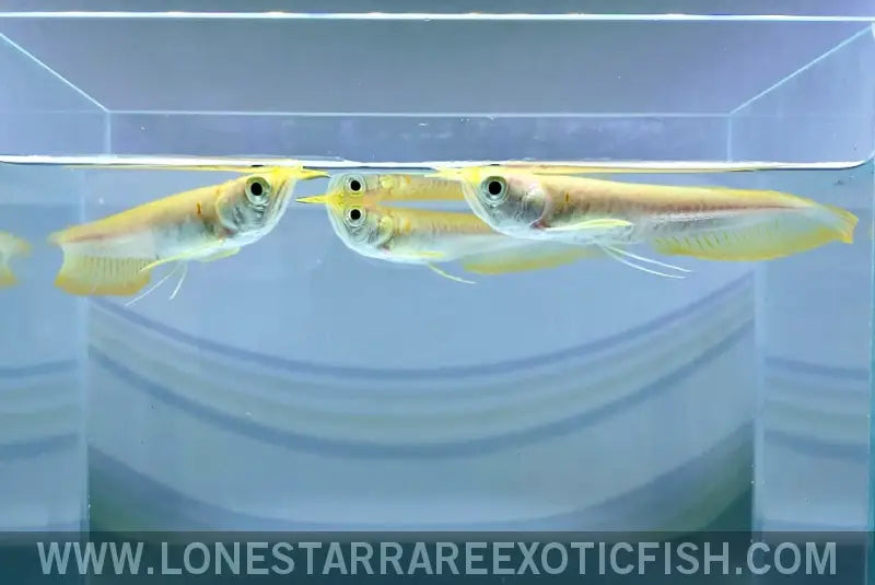Albino Silver Arowana / Osteoglossum Bicirrhosum Live Freshwater Tropical Fish for Sale Online