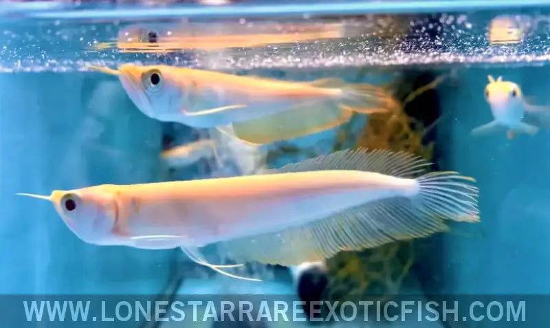 Albino Silver Arowana / Osteoglossum Bicirrhosum Live Freshwater Tropical Fish for Sale Online