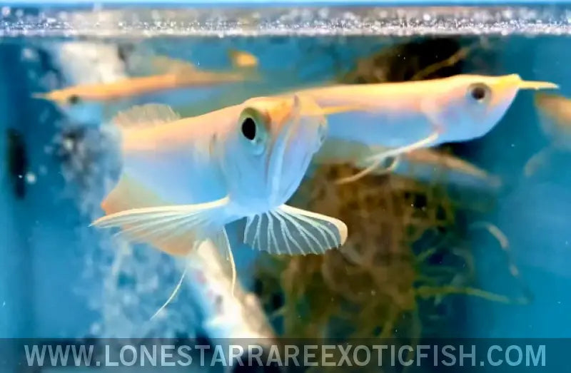Albino Silver Arowana / Osteoglossum Bicirrhosum Live Freshwater Tropical Fish for Sale Online