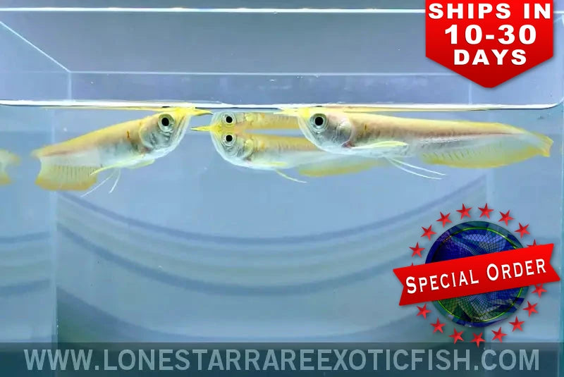 Albino Silver Arowana / Osteoglossum Bicirrhosum (special Order) Live Freshwater Tropical Fish for Sale Online