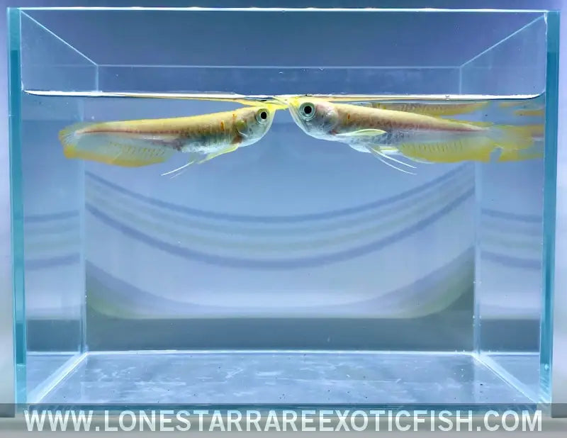 Albino Silver Arowana / Osteoglossum Bicirrhosum Live Freshwater Tropical Fish for Sale Online