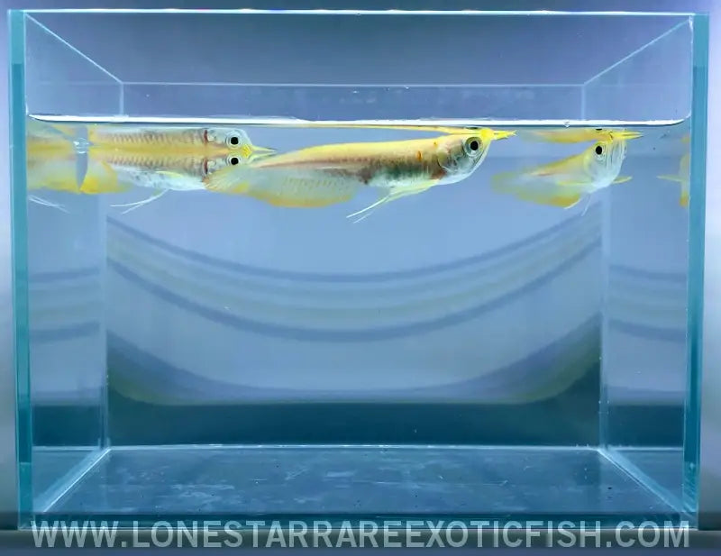 Albino Silver Arowana / Osteoglossum Bicirrhosum Live Freshwater Tropical Fish for Sale Online