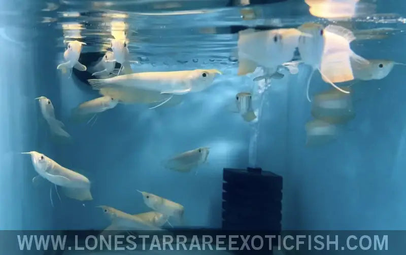 Albino Silver Arowana / Osteoglossum Bicirrhosum Live Freshwater Tropical Fish for Sale Online
