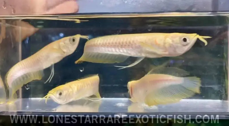 Albino Silver Arowana / Osteoglossum Bicirrhosum Live Freshwater Tropical Fish for Sale Online