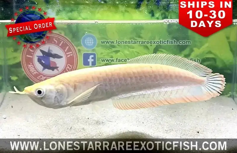 Albino Silver Arowana / Osteoglossum Bicirrhosum (special Order) Live Freshwater Tropical Fish for Sale Online