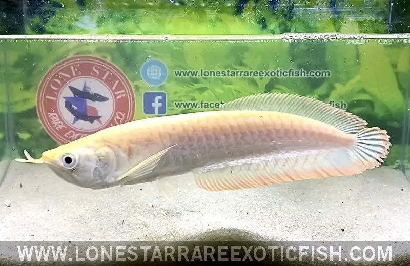 Exotic freshwater fish for sale online