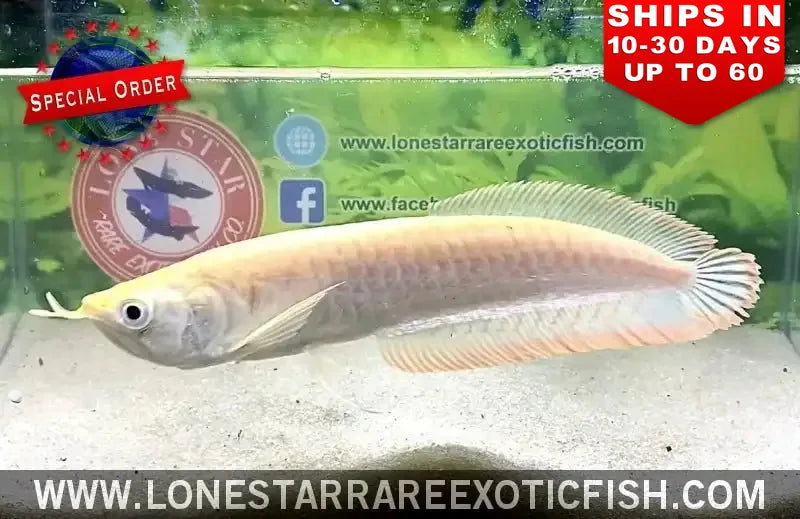 Albino Silver Arowana / Osteoglossum Bicirrhosum (special Order) Live Freshwater Tropical Fish for Sale Online