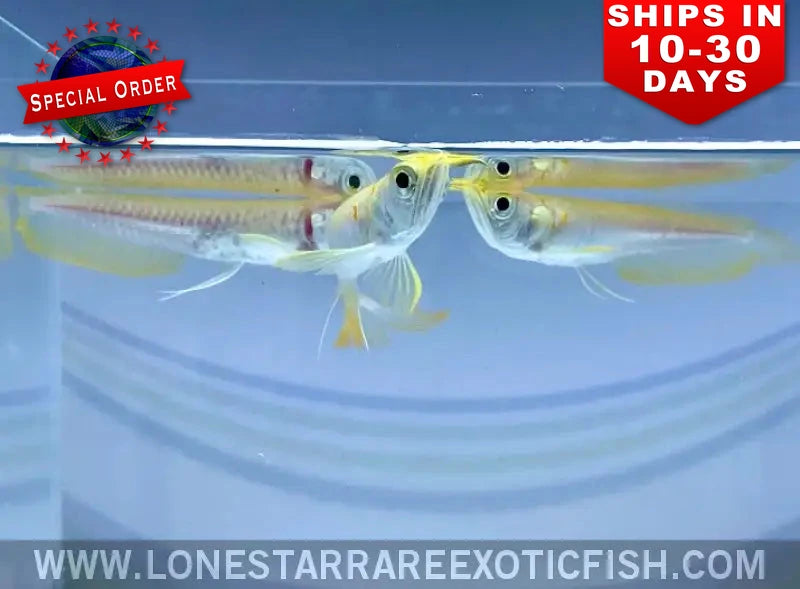 Albino Silver Arowana / Osteoglossum Bicirrhosum (special Order) Live Freshwater Tropical Fish for Sale Online