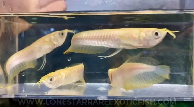Albino Silver Arowana / Osteoglossum bicirrhosum For Sale Online | Lone Star Rare Exotic Fish Co.
