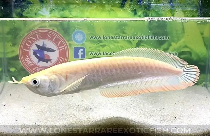 Albino Silver Arowana / Osteoglossum bicirrhosum For Sale Online | Lone Star Rare Exotic Fish Co.