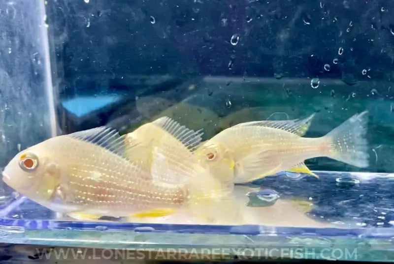 Albino Threadfin Acara Cichlid / Acarichthys heckelii For Sale Online | Lone Star Rare Exotic Fish Co.