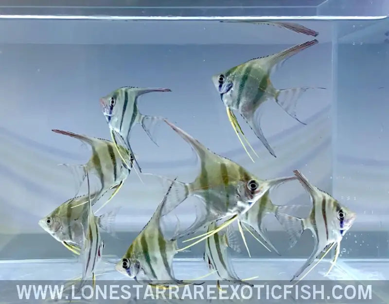 Altum Angelfish / Pterophyllum Altum Live Freshwater Tropical Fish for Sale Online